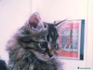 Altre razze gatti Gattini pelo lungo norvegese - Annuncio 1