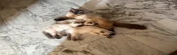 Sacro di Birmania gatti in vendita: Cuccioli incrocio Sacro di Birmania/Siamese a Città Metropolitana di Torino - Annuncio 1
