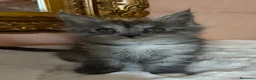 Maine Coon gatti in vendita: Maine Coon splendide femmine  - Annuncio 15