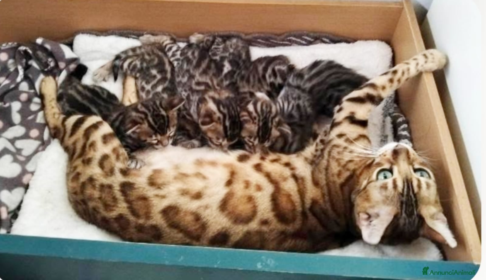 Bengala gatti Gattini Bengala bellissimi - Annuncio 1