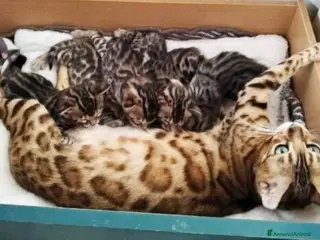 Bengala gatti Gattini Bengala bellissimi - Annuncio 1