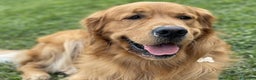 Golden Retriever cani per accoppiamento: GOLDEN RETRIEVER MASCHIO PER ACCOPPIAMENTO - Annuncio 7