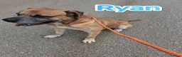 Cane Corso cani in regalo: Ryan cagnolone Corso in adozione a Provincia autonoma di Trento - Annuncio 3