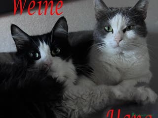 Europeo gatti Teneri gatti in adozione, WEINE e UANA! - Annuncio 42
