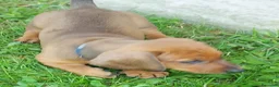 Bassotto cani in vendita: Cuccioli bassotti nano a pelo raso a Provincia di Padova - Annuncio 6