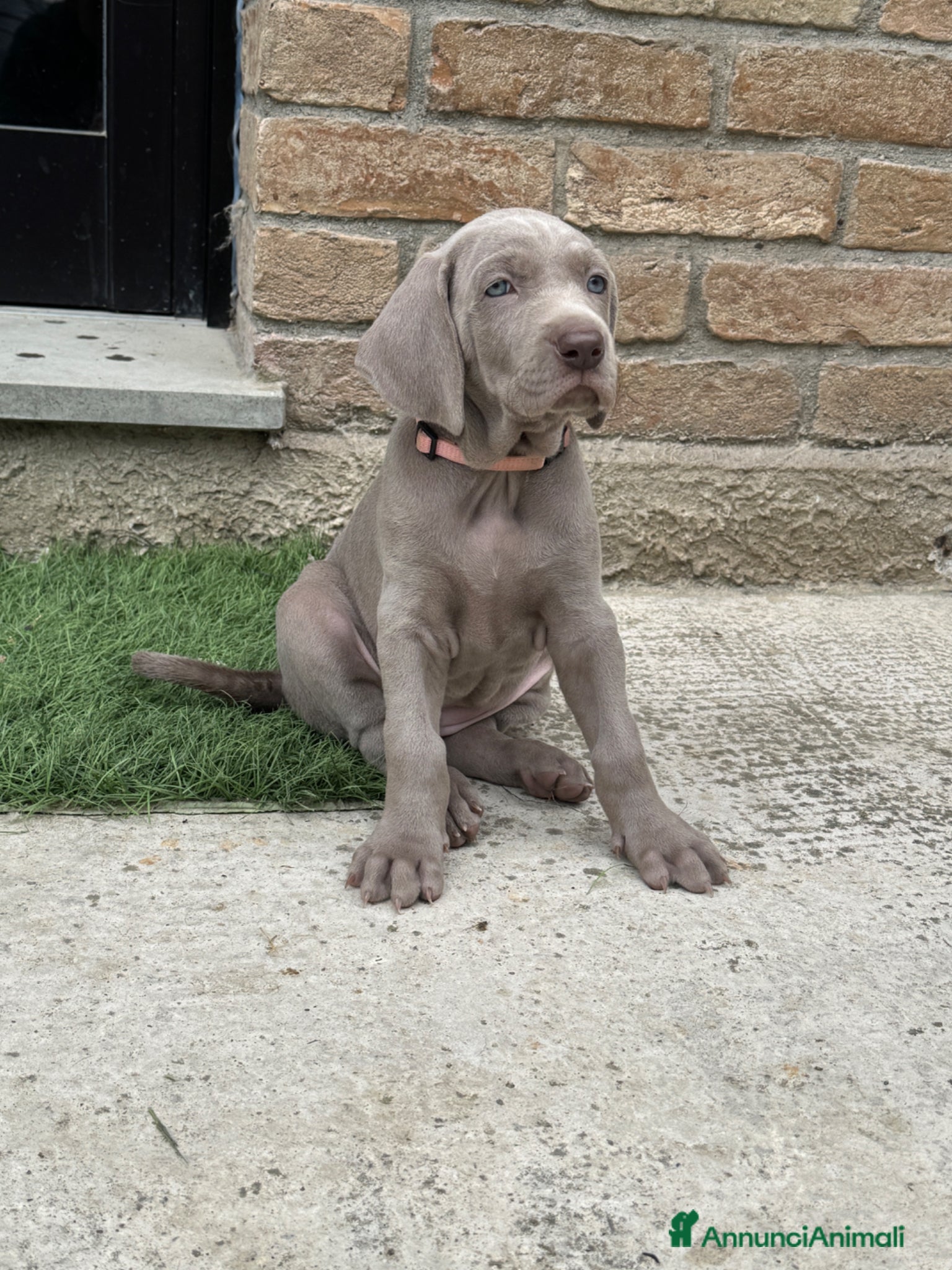 Weimaraner cani  CUCCIOLI DISPONIBILI di Weimaranner  - Annuncio 1