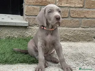 Weimaraner cani CUCCIOLI DISPONIBILI di Weimaranner - Annuncio 1