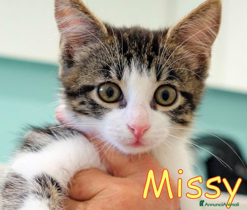 Europeo gatti  MISSY CERCA CASA È RIMASTA SOLA - Annuncio 11