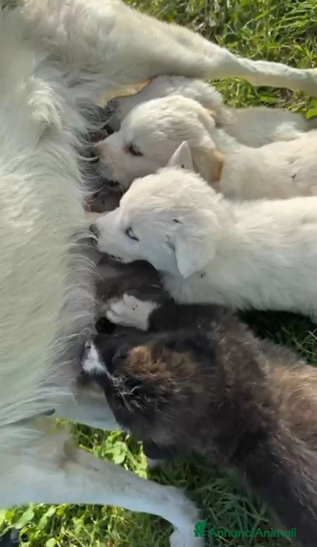 Meticcio cani in regalo: Snow: 4 mesi taglia grande  - Annuncio 11