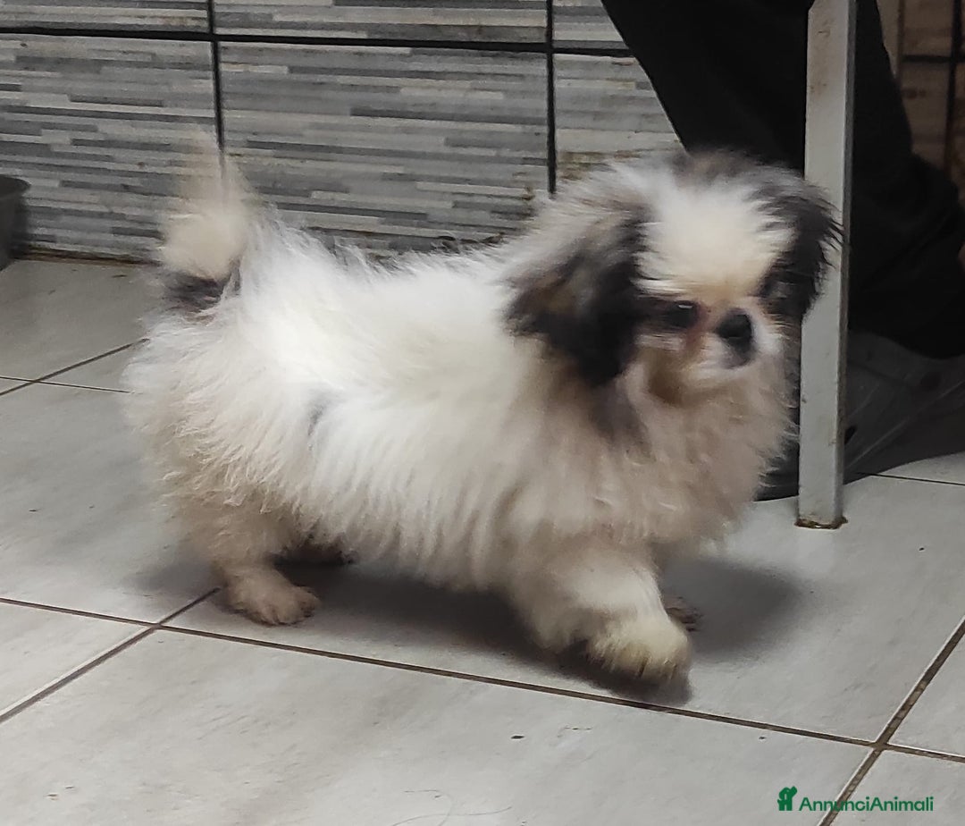 Pechinese cani in vendita: Pechinese a Province of Pavia - Annuncio 3