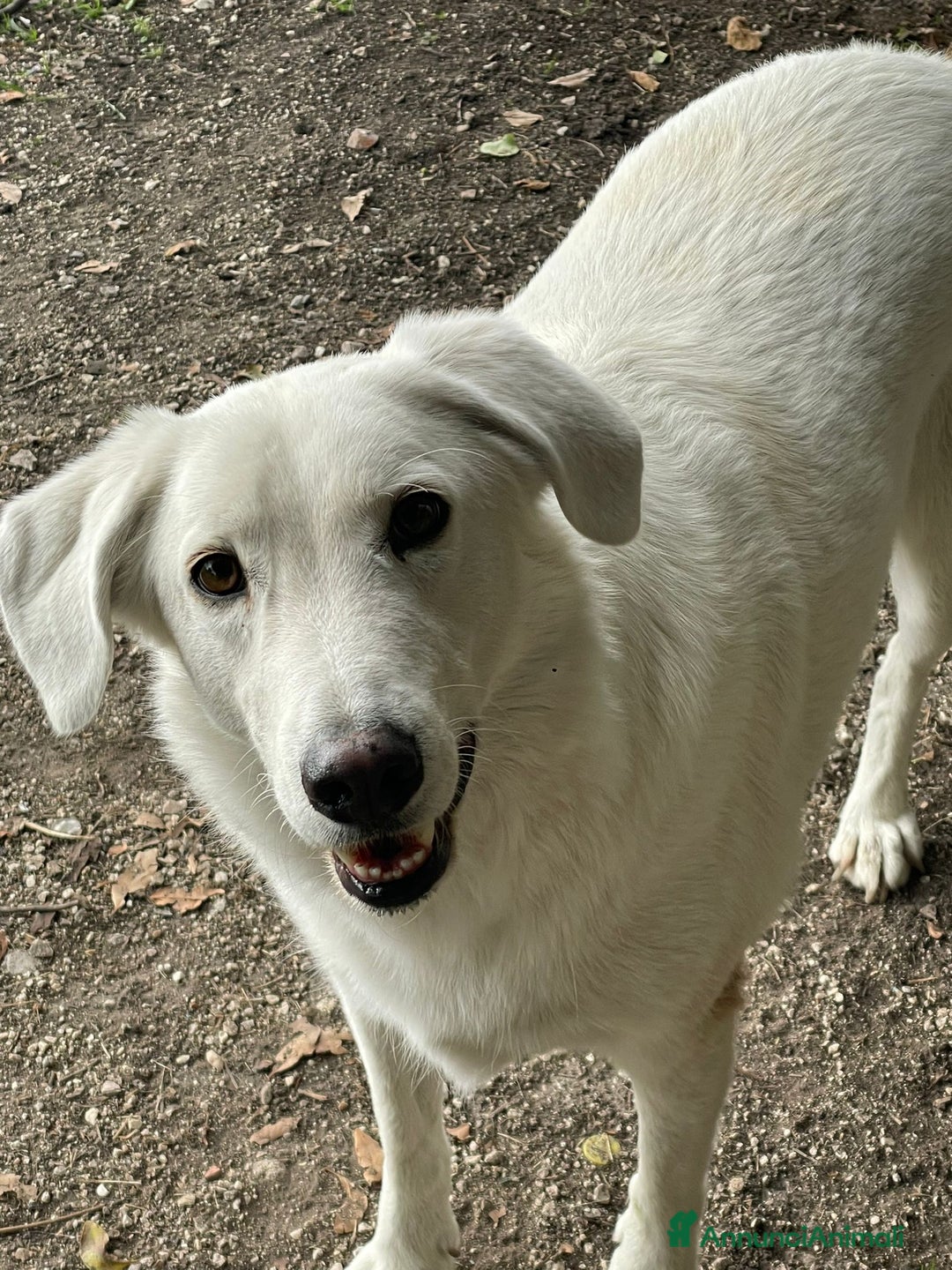 Meticcio cani in regalo: IL DOLCISSIMO CESARE - Annuncio 2