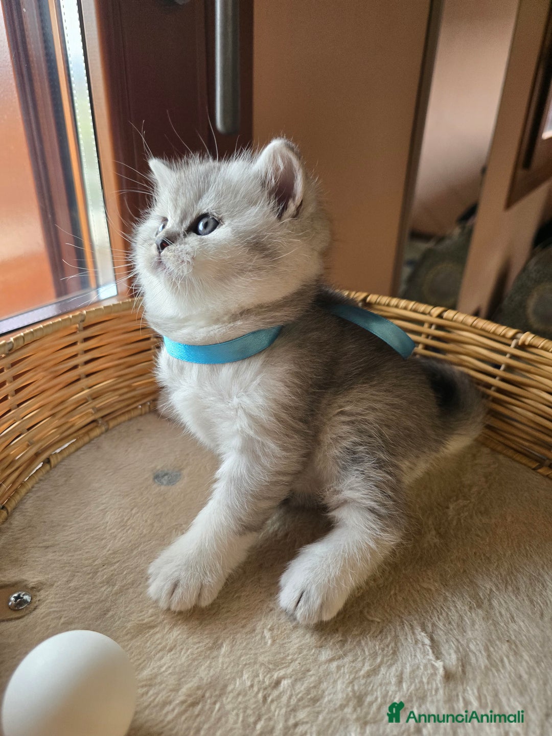 Scottish gatti in vendita: Gattini Scottish fold e straight silver shaded - Annuncio 8