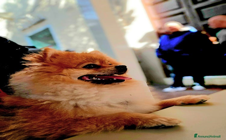 Spitz cani a Provincia di Taranto - Annuncio 5