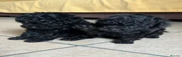 Barboncino Toy cani in vendita: Barboncino Toy Nero  - Annuncio 3
