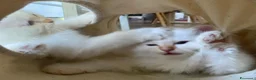 Sacro di Birmania gatti in vendita: CUCCIOLI SACRO BIRMANIA BOLOGNA - Annuncio 10