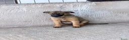 Meticcio cani in regalo: Lea e Rose a Provincia di Bergamo - Annuncio 1