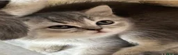 British gatti in vendita: Cuccioli british shorthair - Annuncio 23