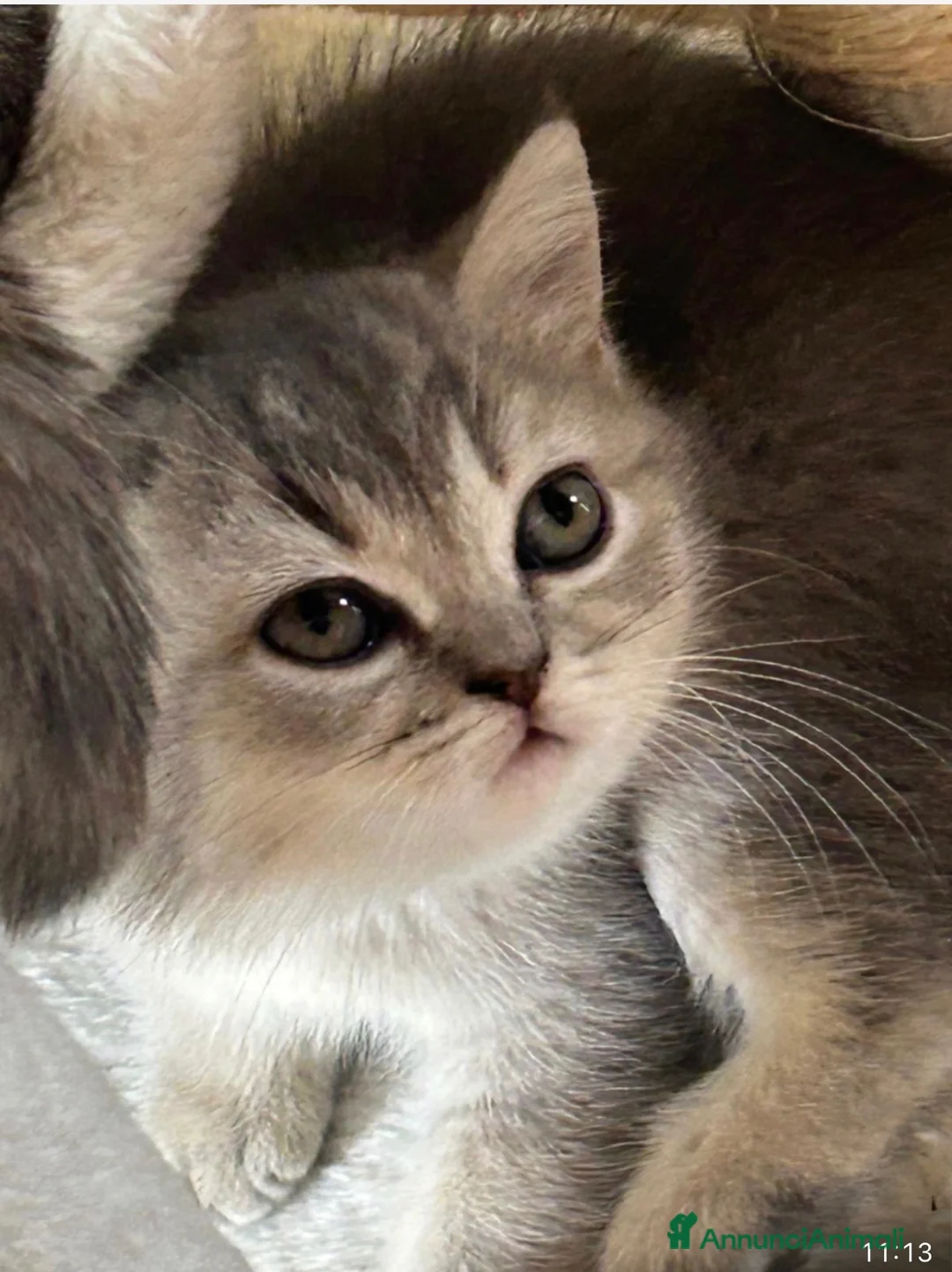 British gatti in vendita: Cuccioli british shorthair - Annuncio 23