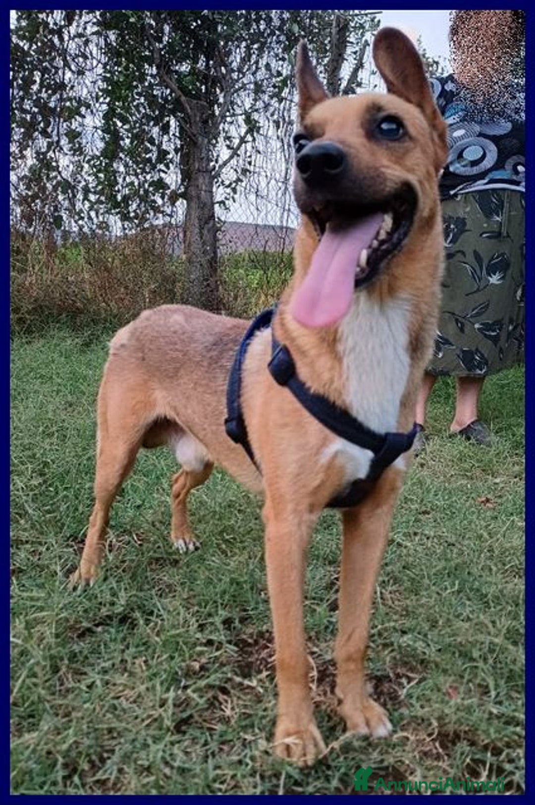 Meticcio cani in regalo: ZAK 8anni - 12kg bravo!Non interessa più!!! - Annuncio 4