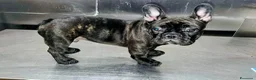 Bulldog Francese cani in vendita: Cucciolo disponibile - Annuncio 4