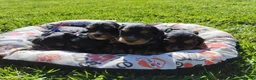 Cocker cani in vendita: Cocker  - Annuncio 2