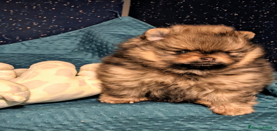 Immagine della galleria {{count}}