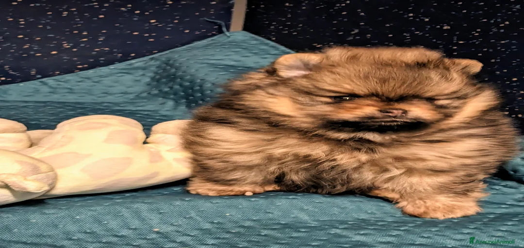 Immagine della galleria {{count}}