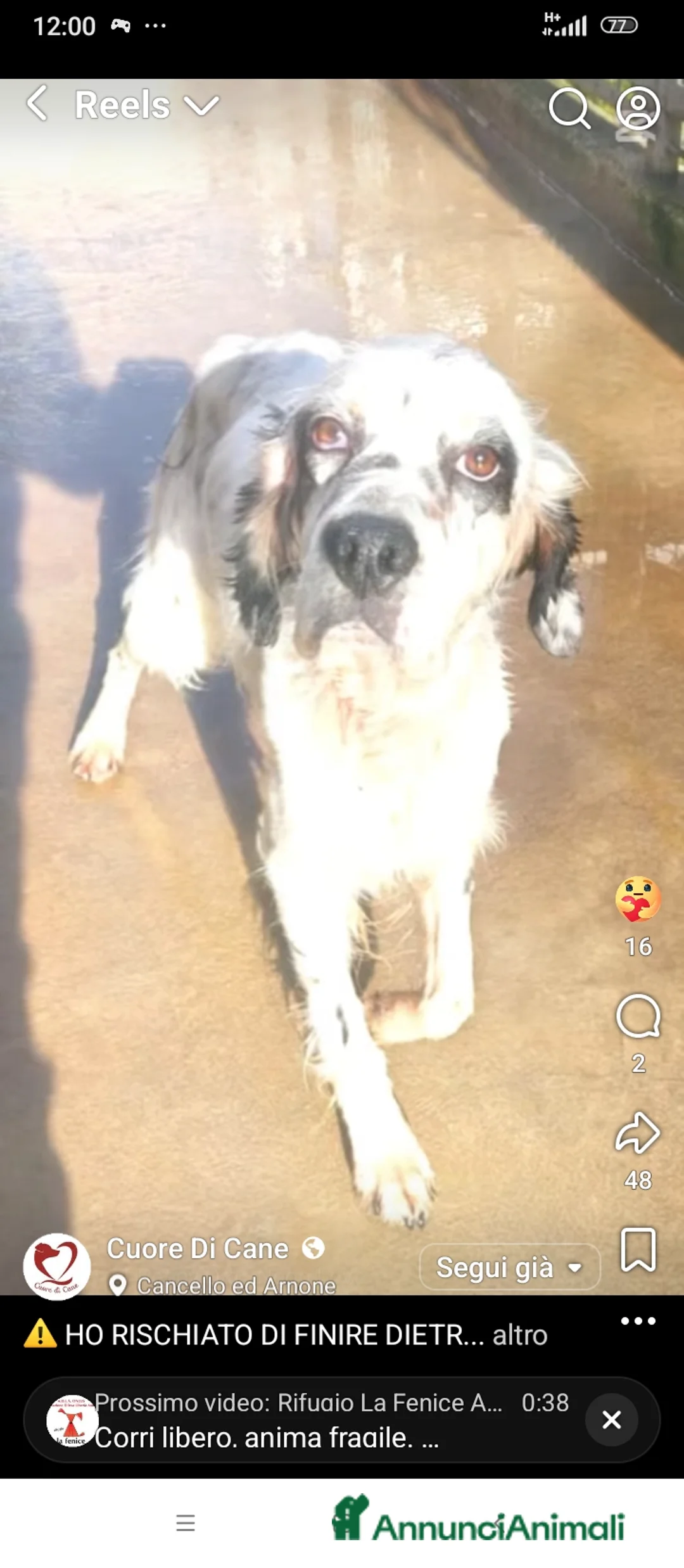Setter Inglese cani in regalo: Zeus: giovane setter socievole equilibrato  - Annuncio 19