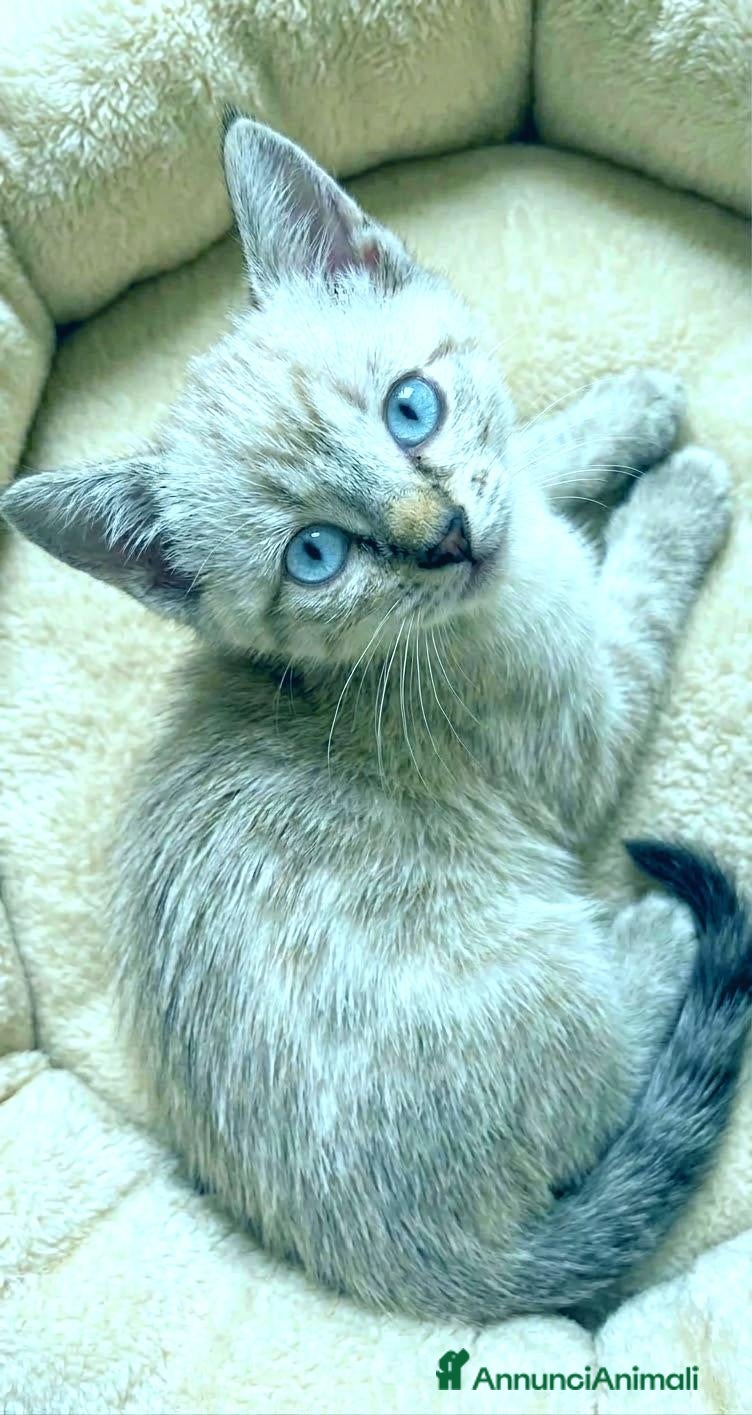 Siamese gatti Gattini siamesi tabby  - Annuncio 2