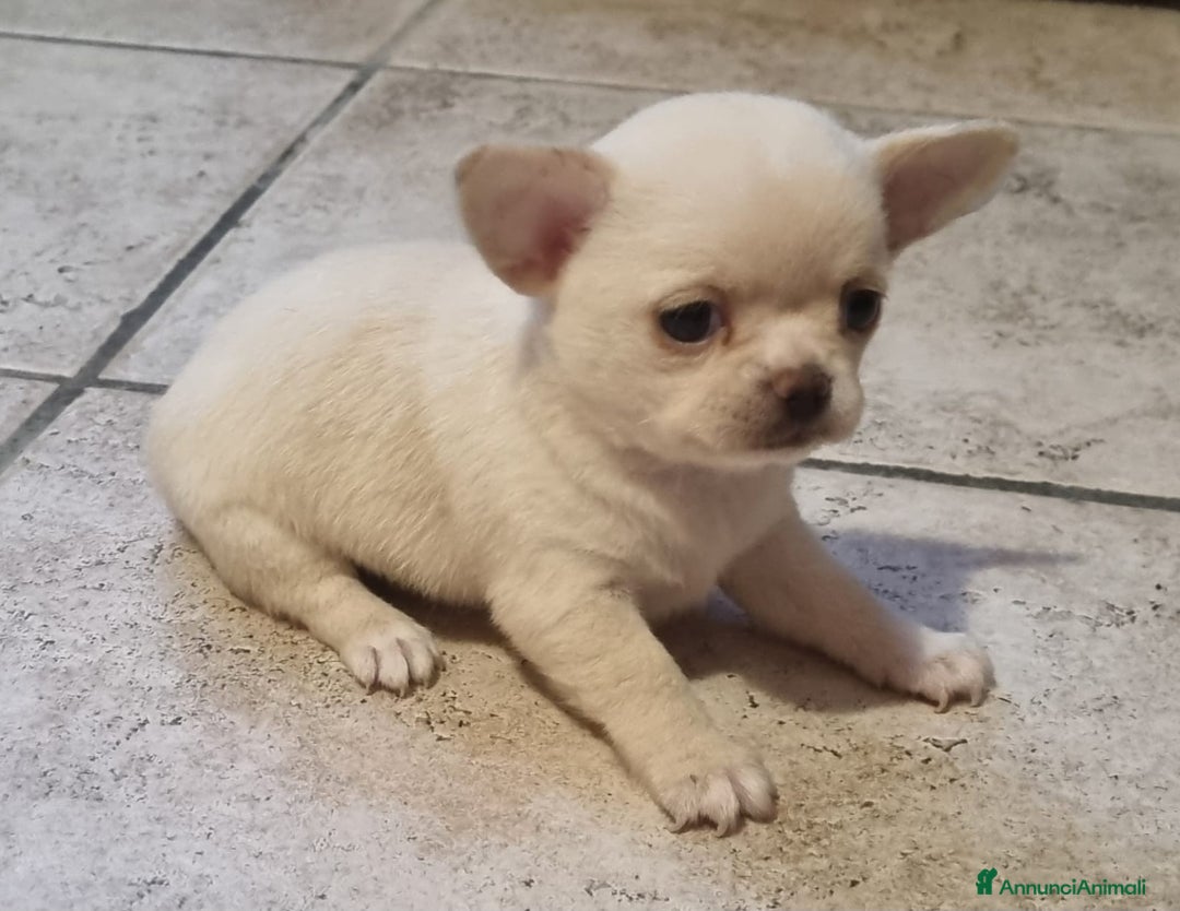 Chihuahua cani in vendita: Femmmine con pedegree - Annuncio 1