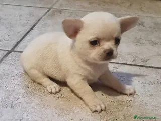 Chihuahua cani Femmmine con pedegree - Annuncio 13