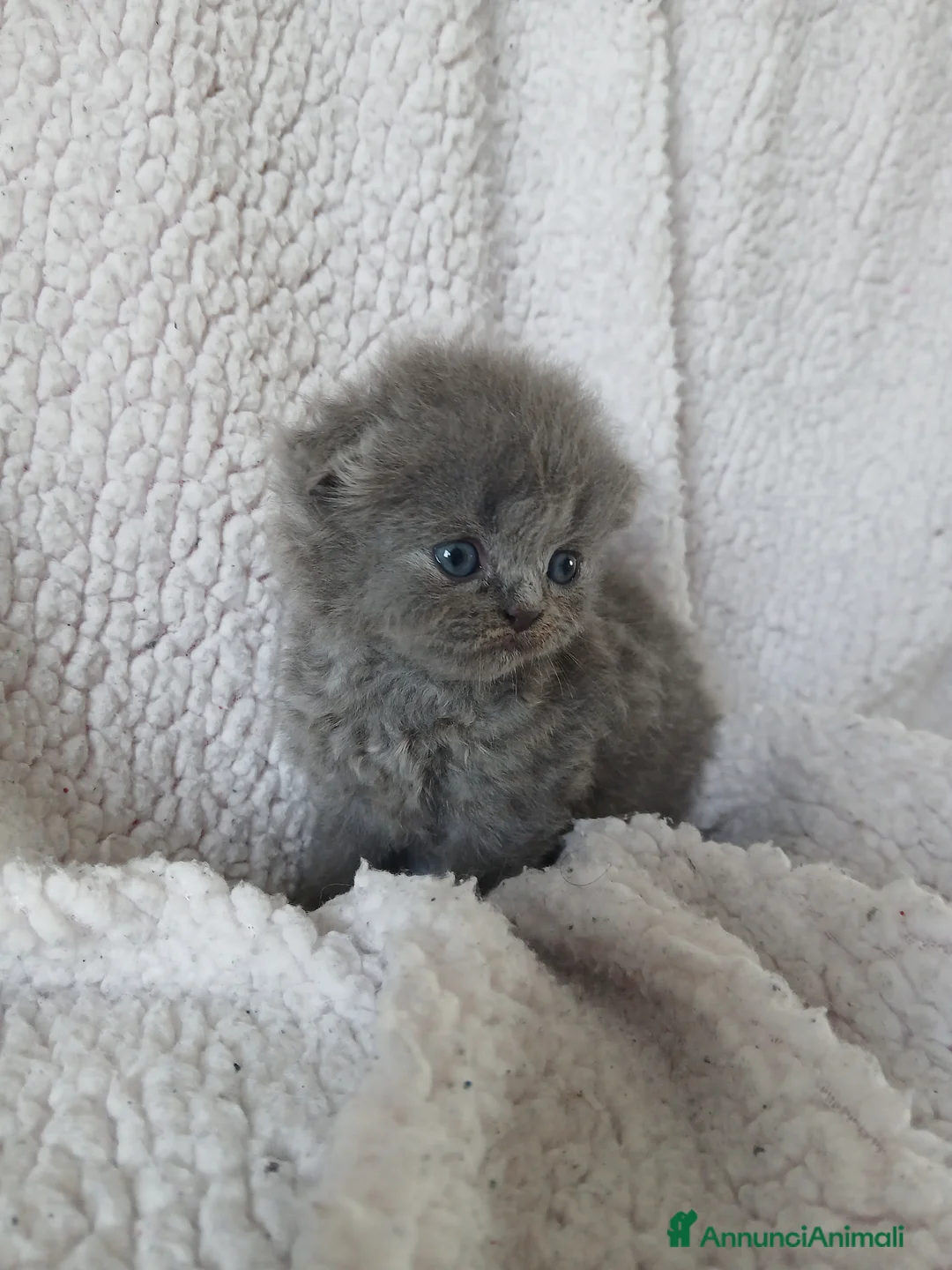 Scottish gatti in vendita: Cuccioli scottish - Annuncio 2