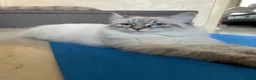 Siberiano gatti in vendita: Gattini Siberiani Ipoallergenici a Provincia di Brescia - Annuncio 1