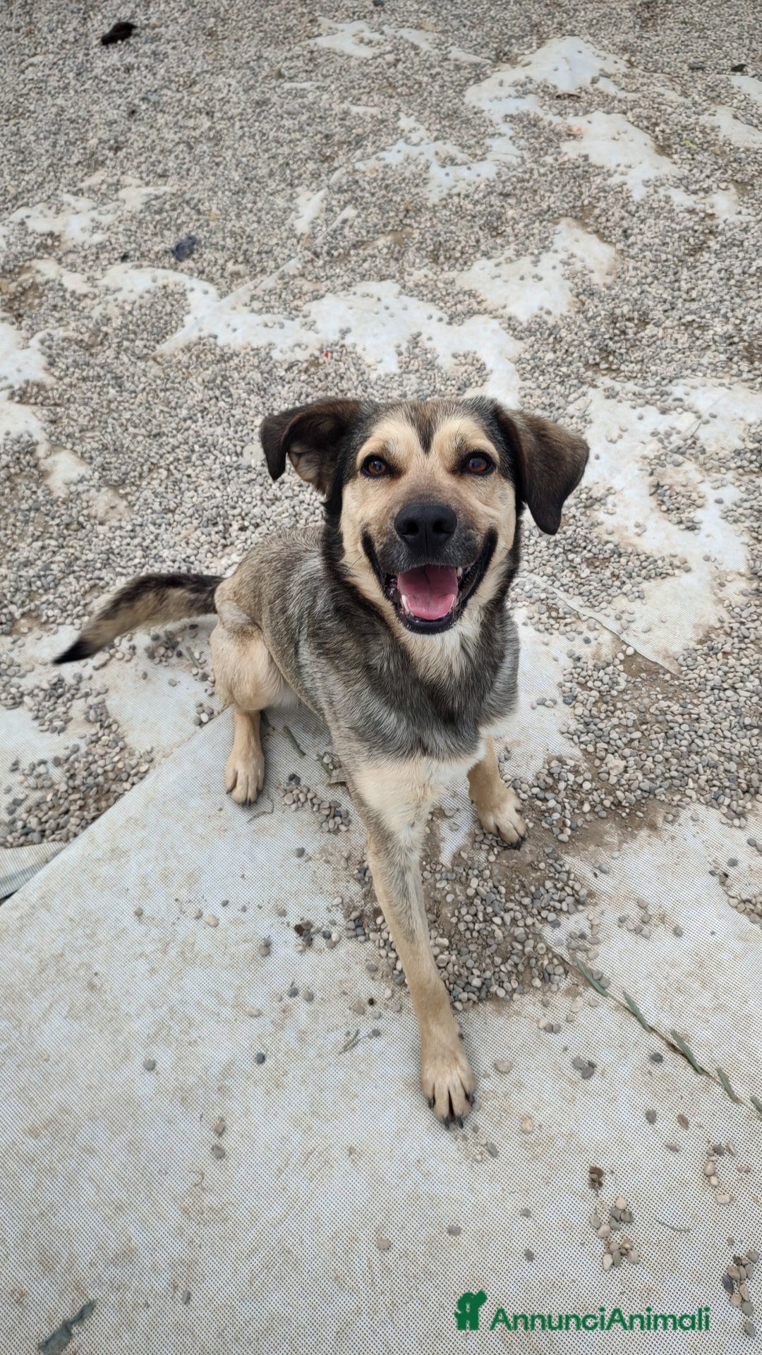 Meticcio cani in regalo: Dylan a Provincia di Treviso - Annuncio 3