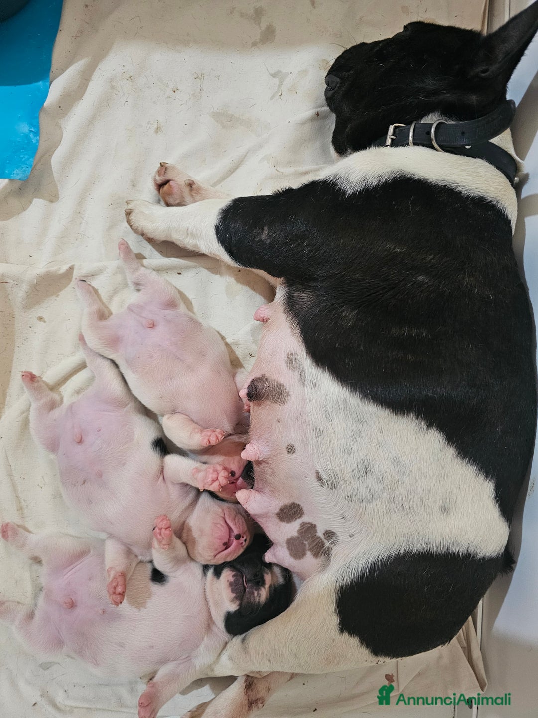 Bulldog Francese cani in vendita: Bulldog francese pedigree  a Provincia di Cosenza - Immagine 3
