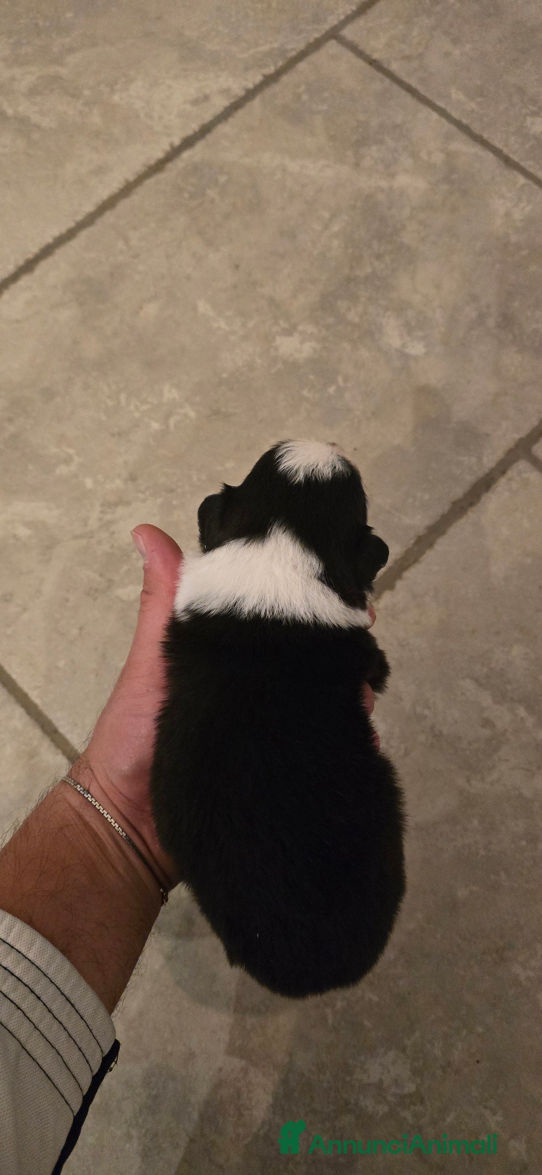 Border Collie cani in vendita: Cuccioli di border collie  - Annuncio 7