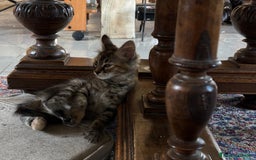 Altre razze gatti in vendita: 7 allegri batuffoli in cerca di casa a Province of Brescia - Immagine 30