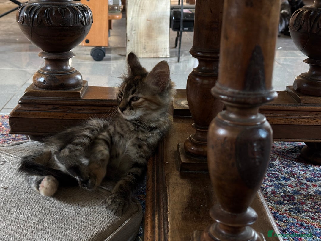 Altre razze gatti in vendita: 7 allegri batuffoli in cerca di casa a Province of Brescia - Immagine 30