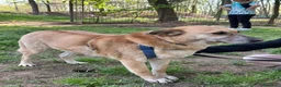 Meticcio cani in regalo: Splendida meticcia - RAJA - Annuncio 4