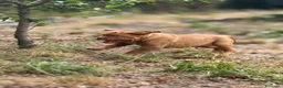 Dogue de Bordeaux cani in vendita: Dogue de Bordeaux CUCCIOLATA STRAORDINARIA  - Annuncio 6