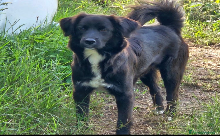 Meticcio cani - Annuncio 3