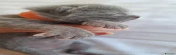 Certosino gatti in vendita: Gattini Certosini - Annuncio 7