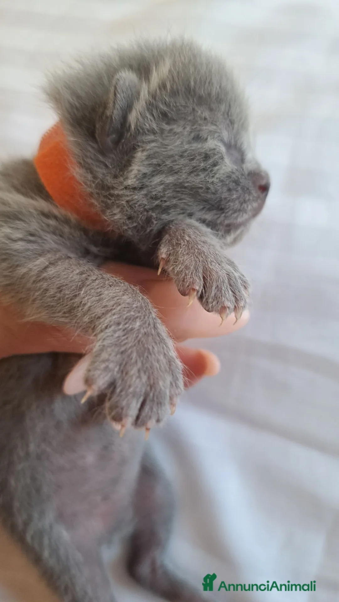 Certosino gatti in vendita: Gattini Certosini - Annuncio 7