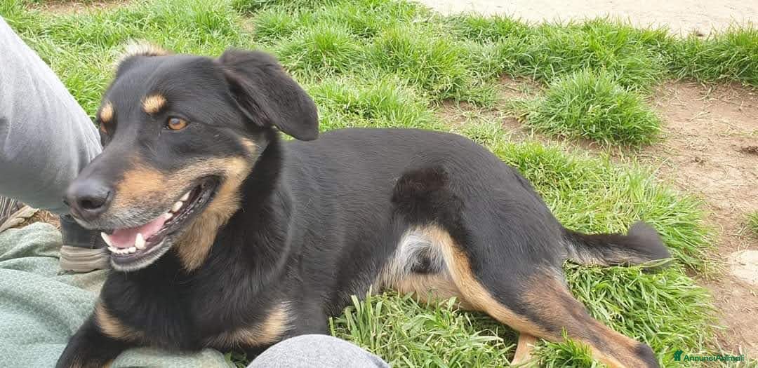 Meticcio cani in regalo: GIORDIE dolce e buono  - Annuncio 7