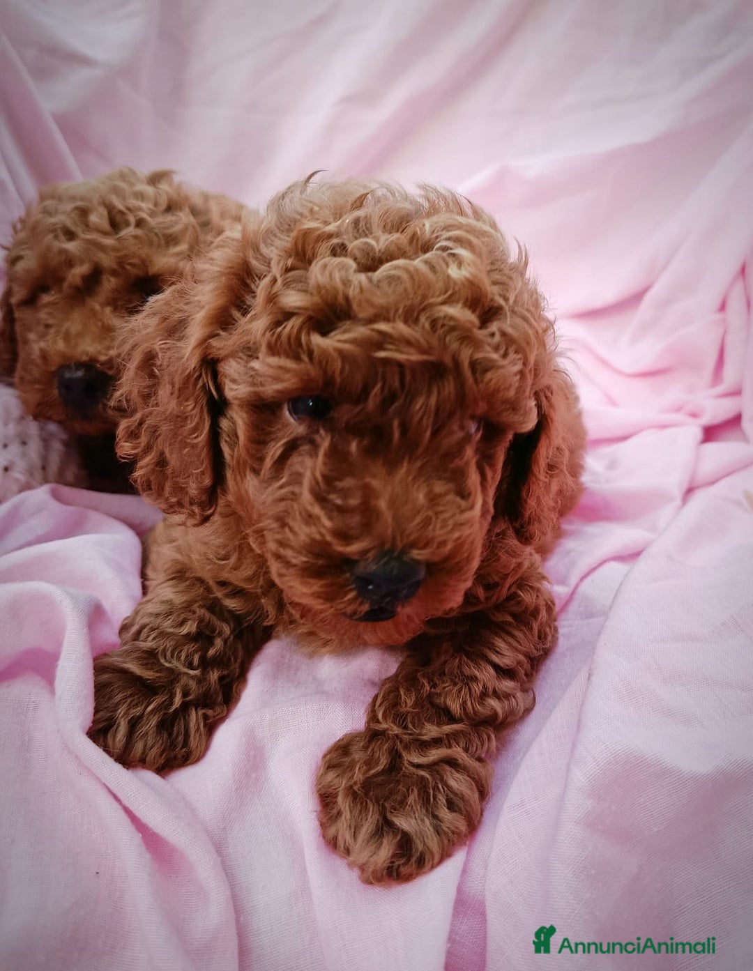 Barboncino cani in vendita: Barboncini Nani disponibili con Pedigree ENCI  - Annuncio 22