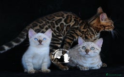 Bengala gatti in vendita: Cuccioli Bengala – Piccoli Leopardi a Città metropolitana di Roma Capitale - Immagine 1