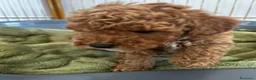 Barboncino Toy cani in vendita:  3 Adorabili Barboncini Toy a Città metropolitana di Milano - Annuncio 12