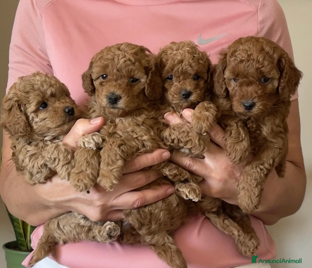 Barboncino Toy cani in vendita: Cuccioli red barboncino toy - Annuncio 1