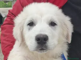 Meticcio cani Sisma Cerca Famiglia. Info Monica 3890238584 - Annuncio 2