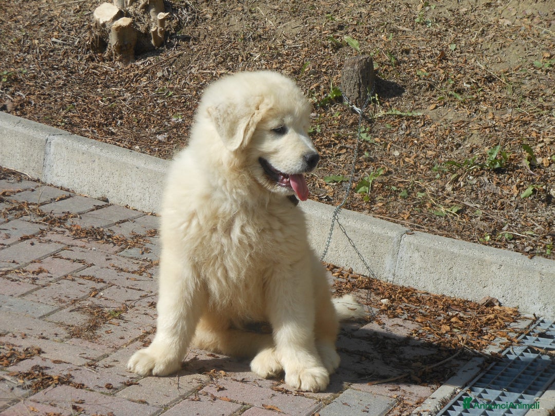 Pastore Maremmano cani in vendita: cuccioli di pastore Abruzzese  - Annuncio 3